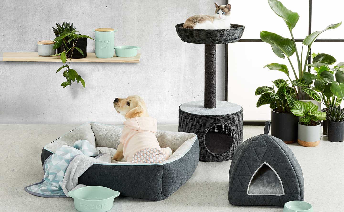Pets Accessories